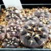 Gymnocalycium_rhodantherum_1